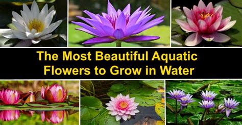 The 14 Most Beautiful Aquatic Flowers to Grow in Water .